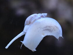 Nassarius coronatus (c)Muelly 2022