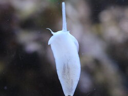 Nassarius coronatus (c)Muelly 2022 