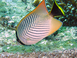 Chaetodon trifascialis - Sparren-Falterfisch  -Oktober 2006 - Indonesia - North-Sulawesi - Tg. Pulisan - Canon DIGITAL IXUS 700  
