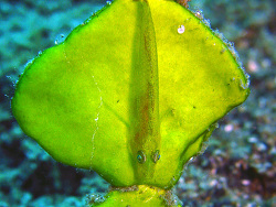 Pleurosicya labiata  -  Oktober 2006 - Indonesia - North-Sulawesi - P. Gangga - Canon DIGITAL IXUS 700