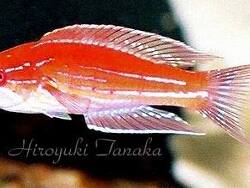 Paracheilinus angulatus thumbnail