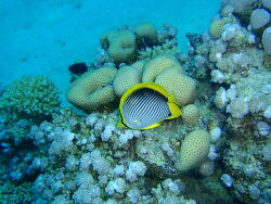 Chaetodon melannotus