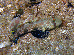 Signigobius biocellatus - Krabbenaugengrunde  -  November 2006 - Indonesia - North-Sulawesi - P. Gangga - Canon DIGITAL IXUS 700l
