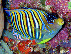 Pygoplites diacanthus - Pfauenkaiserfisch  -  Oktober 2006 - Indonesia - North-Sulawesi - P. Manado Tua / P. Bunaken - Canon DIGITAL IXUS 700