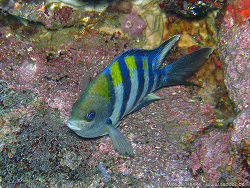 Abudefduf saxatilis - Gestreifter-Sergant  -  November 2006 - Indonesia - North-Sulawesi - P. Lembeh - Canon DIGITAL IXUS 700