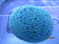 Polyphyllia_novaehiberniae