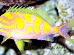 Odontanthias borbonius thumbnail