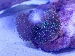 Fütterung mit Coral Dust. 