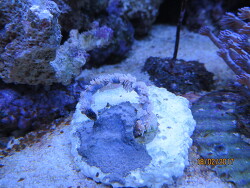 Cirrhipathes Februar 2017