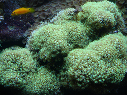 Pachyclavularia violacea 