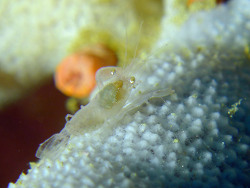 Thaumastocaris streptopus