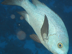 Plectorhinchus obscurus - Riesen-Süßlippe  -  November 2007 - Egypt - Red Sea - Safari - Canon PowerShot G7