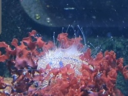 mespilia globulus beim Ablaichen