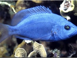 Foto: Tunicate Cove, Pelican Cays, Belize