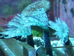 Bispira tricyclia - Sand-Röhrenwurm