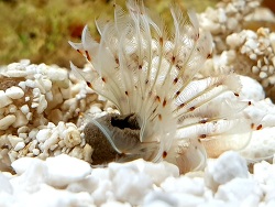 Bispira tricyclia - Sand-Röhrenwurm