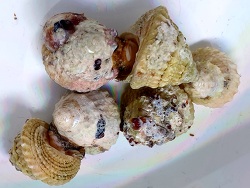 Turbanschnecke, Karibische Algenschnecke