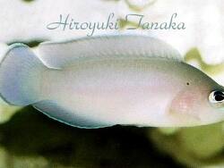Pholidochromis cerasina thumbnail