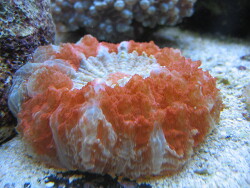 Cynarina deshayesiana 