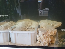 Beckeneinrichtung für Seefedern