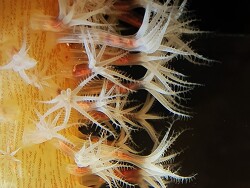 Veretillum Polypen mit Futter