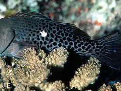 Paracirrhites hemistictus - Picutre (c) by Randall, J. E.