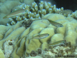 Foto: Marsa Shagra, Ägypten, Rotes Meer