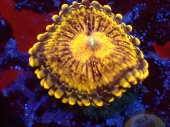 Generic placeholder thumbnail