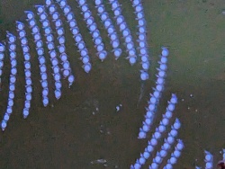 Nassarius gelege makro