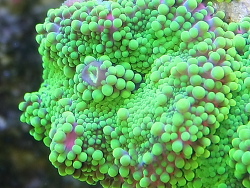 Ricordea Yuma neongrün