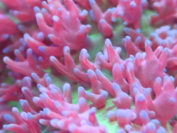 Rhodactis spec. 4 Makro