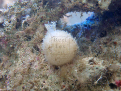 Sycon sp.01 thumbnail