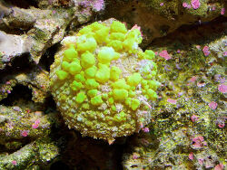 Discosoma sp. Scheibenanemone