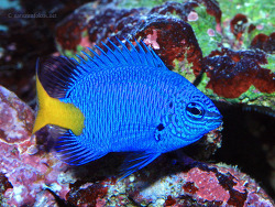 Chrysiptera parasema