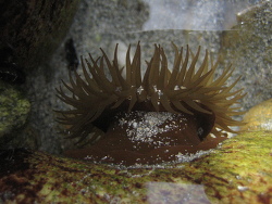 Actinia equina
