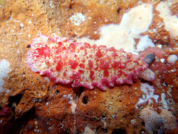 Hexabranchus morsomus,1 m deep, under rock, Young Island NE 2021
