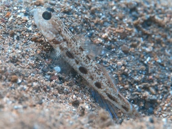 Psilogobius prolatus