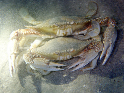 Arenaeus cribrarius,1 m deep, night snorkel,Bequia, Bequia Beach Hotel 2021