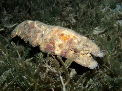 Scyllarides aequinoctialis,10 m deep, night dive with Dive St Vincent 2021