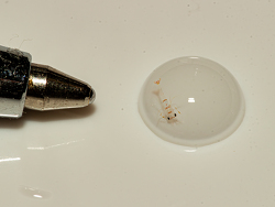 Lysmata kuekenthali Larve