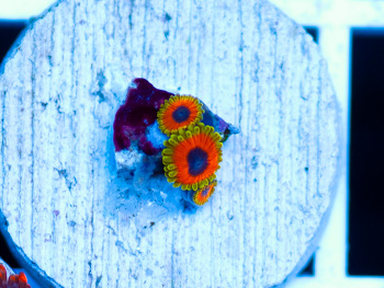 Generic placeholder thumbnail