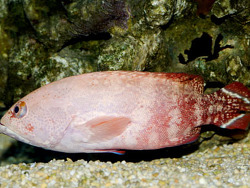 Cephalopholis urodeta thumbnail