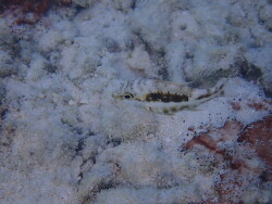 Lethrinus xanthochilus juvenil