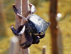 Mangrovenkrabbe, Mangrovenwald in Ägypten nahe Berenice,geschätzt 4 - 5 cm groß (c)Henri63