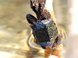 Mangrovenkrabbe, Mangrovenwald in Ägypten nahe Berenice,geschätzt 4 - 5 cm groß (c)Henri63