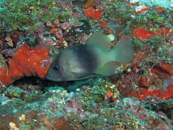 Diploprion bifasciatum Schwarzgelber Seifenbarsch