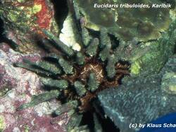 Eucidaris tribuloides thumbnail