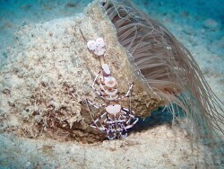 Ancylomenes sp.Chumbe-Riff,Sansibar,Tansania (c) Leyendecker in Was ist das
