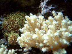 Sclerophytum sp. 01 thumbnail