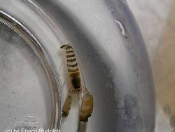 Alpheus parvirostris thumbnail
